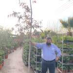 Γιώργος Κανελλόπουλος